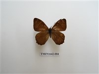 藏品(深山黛眼蝶)的圖片